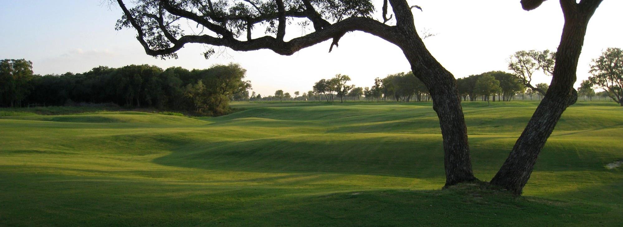 Links golf course at golden hour with mature oak trees